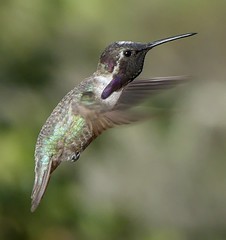 Costa's Hummingbirds