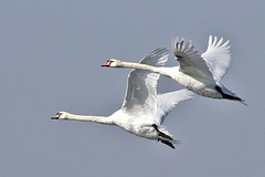 Swan and Common crane.
