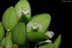 Cadetia species (Orchidaceae)