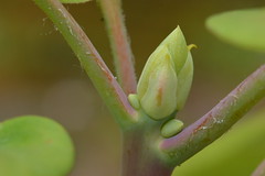 Rhododendron serotinum