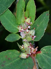 EUPHORBIACEAE - Euphorbia adenoptera
