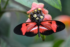 Longliving Heliconians