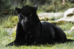 Black panthers
