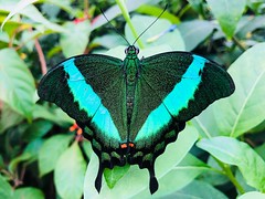 Achillides butterflies (gloss swallowtails)