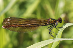Libellule-Dragonfly