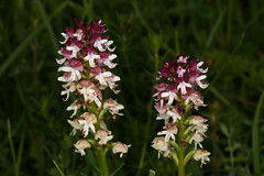UK Orchids