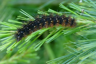 Ohio Caterpillar Identification Chart