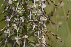 Orchis bouc (himantoglossum hircinum)