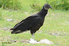 Black Vulture AR
