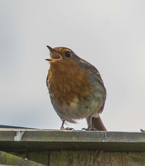 Feeding Time For Baby Robin