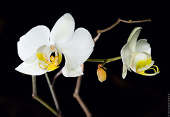 Borneo: Orchids