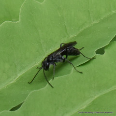 Pompilidae, spider wasp