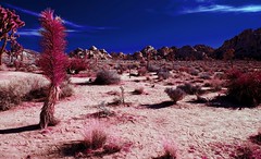 Colorized Infrared