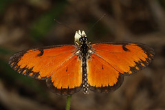 Mozambique Butterflies