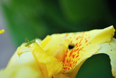 ᴴᴰA Grasshoppers Journey