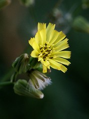 ASTERACEAE - Youngia japonica