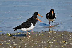 OYSTER CATCHERS