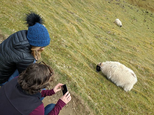 taking photos of sheep!