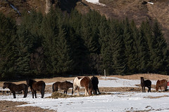 Horses eat lunch near Klausturvegur -- Day 8