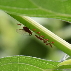 Uroleucon, aphids