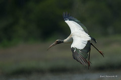 Stork (Wood)