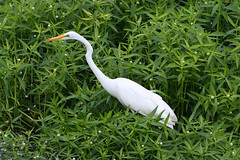 Great Egret AR