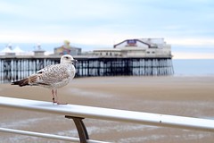 Seagulls of Blackpool