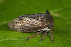 Membracidae