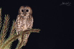 Coruja-do-mato / Tawny owl (Strix aluco)