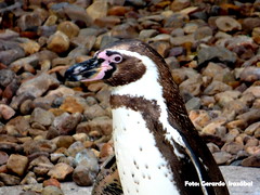El Oceanográfico, Pingüinos de Humboldt. Valencia - España