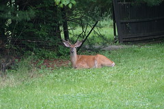 2018.05.31; Backyard Deer