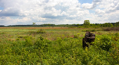 Michigan Meadow Lands