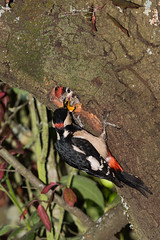 Pica-pau-malhado-grande / Great spotted woodpecker (Dendrocopos major)