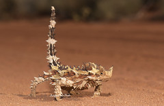 Australian Dragons