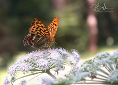 Schmetterlinge/Butterflies