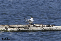 Common Tern CNWR Aug 18