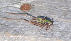 Orthoptera and Allied Insects