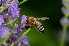 Bienen - bees
