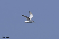 Forester's Tern CNWR Aug 18