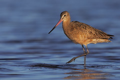 Waders of the World