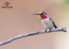 Arizona Hummingbirds