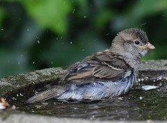 Young sparrow bathing