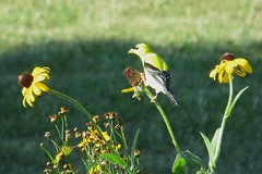 Goldfinches 2018
