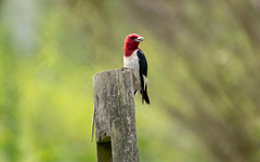 red-headed woodpecker (melanerpes erythrocephalus)