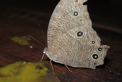 Common Evening Brown butterfly