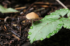 mushroom  キノコ