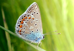 Butterflyes