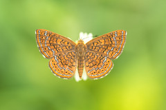 Papillons du Mexique
