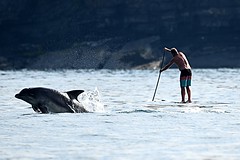 Dolphin Survey Trip 4th July 2018