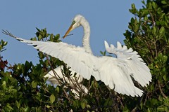 egrets 
